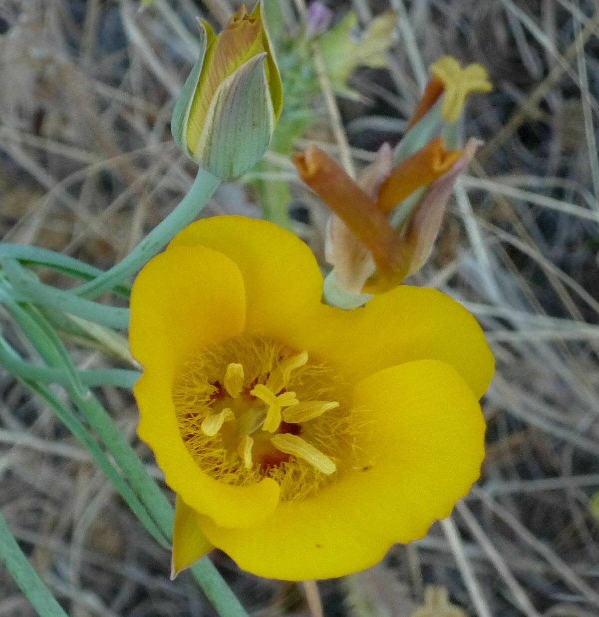 High Resolution Calochortus clavatus Flower